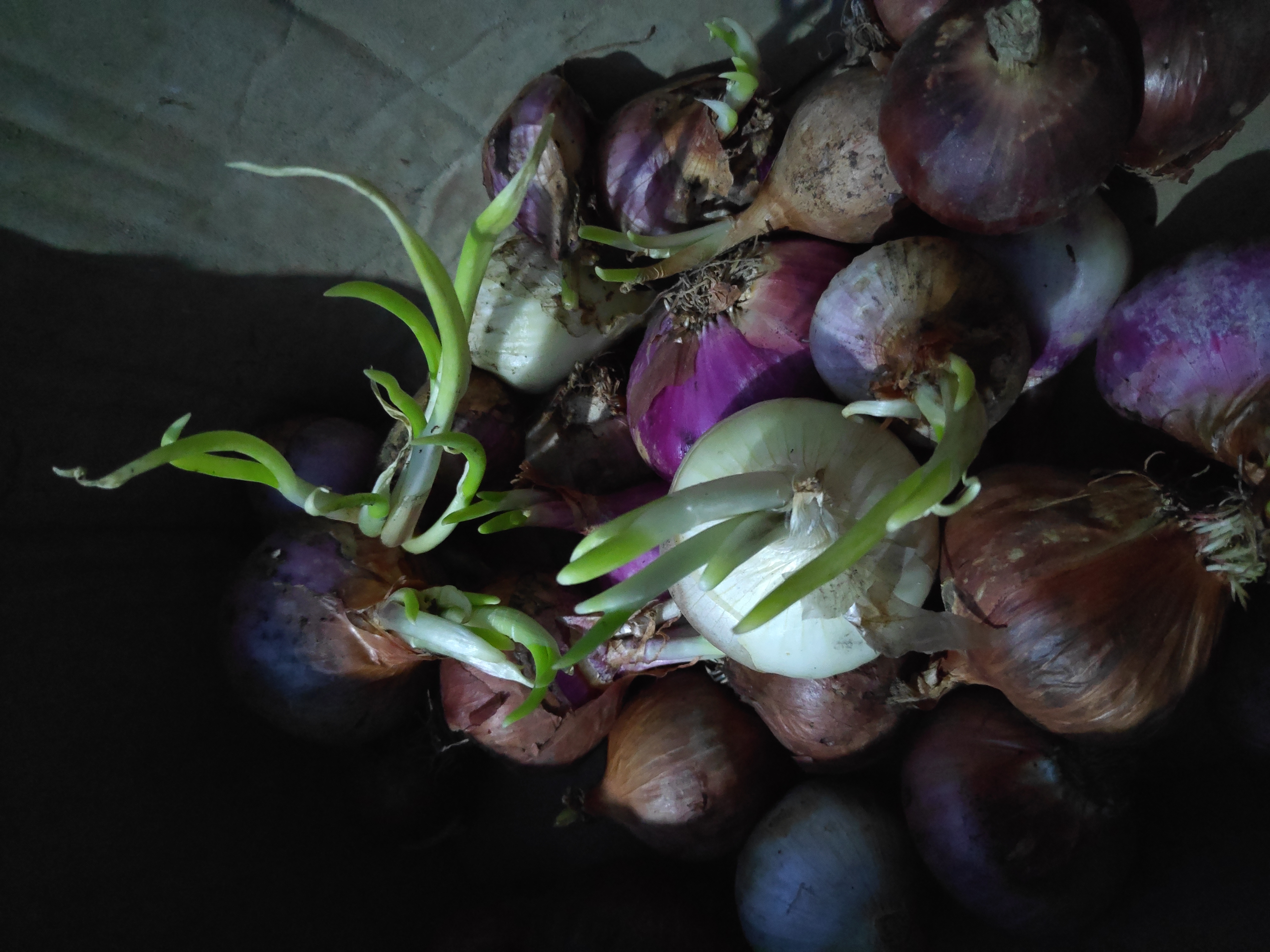 Cebola
